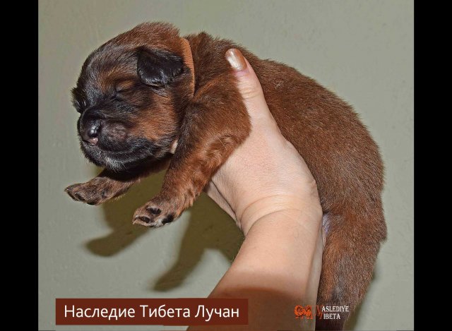 Щенки от пары Брайн х Ютера